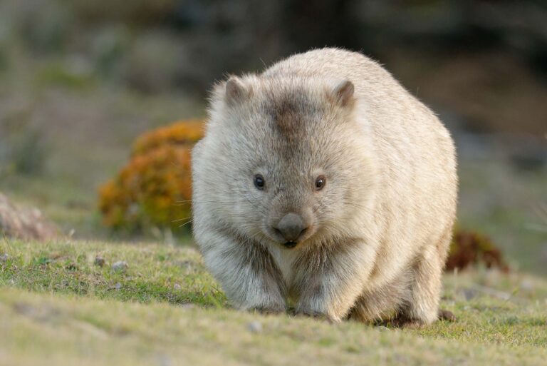 210129094224-common-wombat-stock