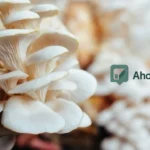 Budidaya Jamur Tiram