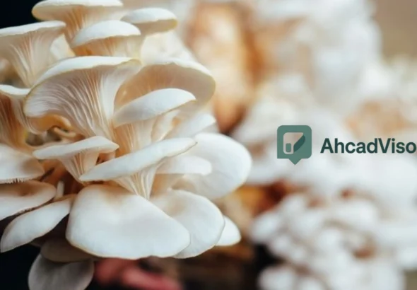 Budidaya Jamur Tiram