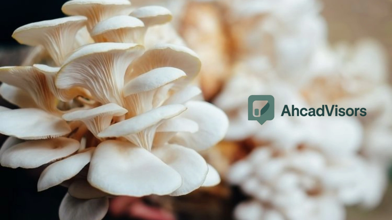 Budidaya Jamur Tiram